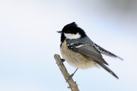 30945 Periparus ater (Cincia mora)